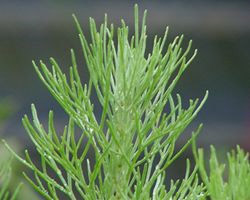 Artemisia californica